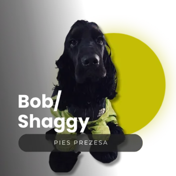 Bob / Shaggy